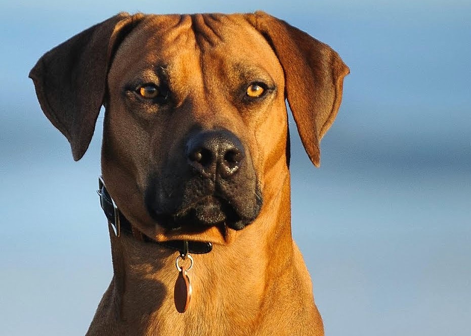 Rhodesian Ridgeback Rasse Aussehen Charakter Tm N Ridgeback S