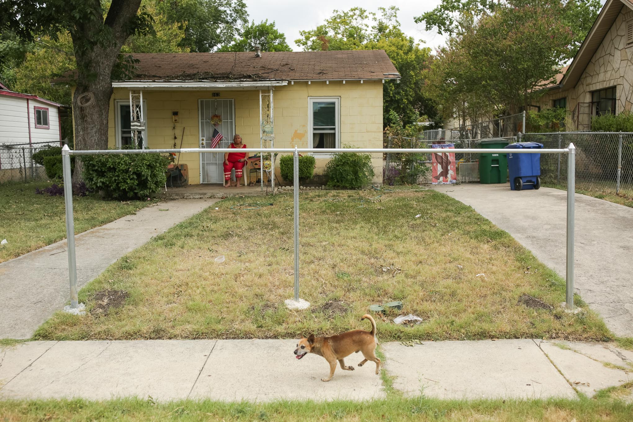 A dog named Romeo walks in front of a house that is violating the current animal care services ordinance which requires dogs to be contained to a home and property.