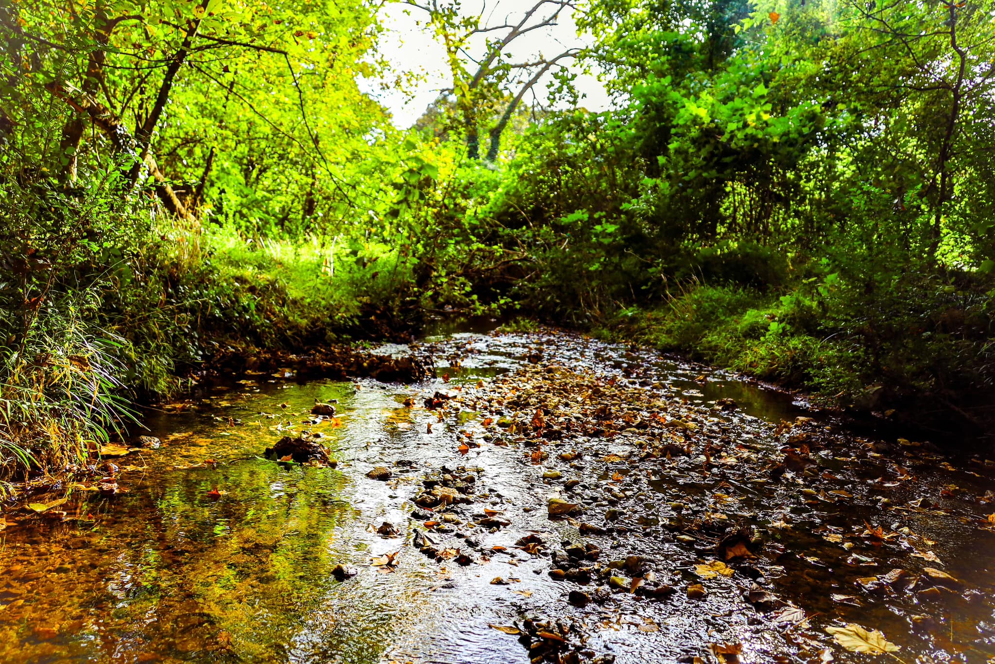 Visit a local park to celebrate Earth Month in the “City in a Forest” 