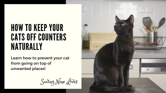 How To Keep Your Cats Off Counters Naturally Saving Nine Lives