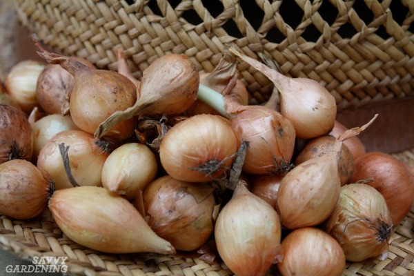 Why Planting Onion Seeds Is Better Than Planting Sets And How To Do It Right