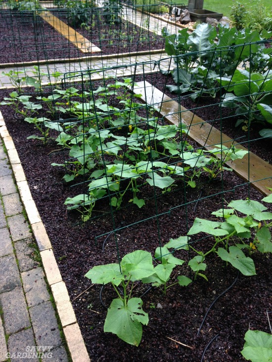 Digging Into Mulches Types Of Landscape Mulch For Your Garden