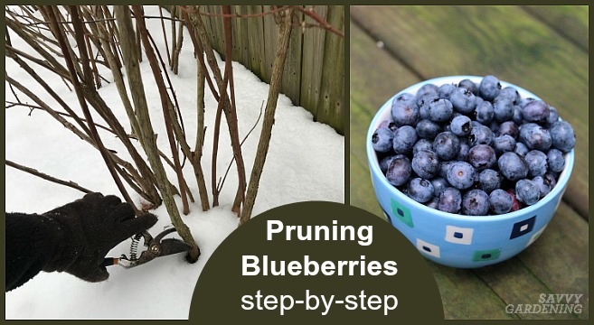 Pruning Blueberries - 8 Easy Steps ( How, Why And When to Trim)