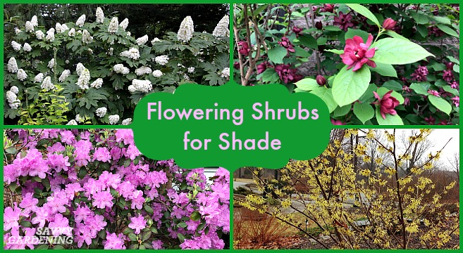Flowering Shrubs For Shade Top Picks For The Yard Garden