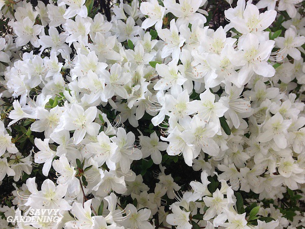 Flowering Shrubs For Shade Top Picks For The Yard Garden