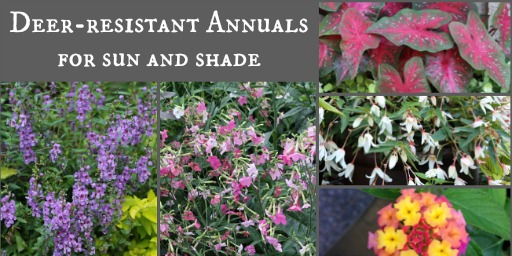 Deer Resistant Annuals Colorful Choices For Sun And Shade