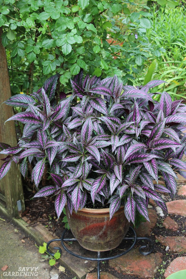 Deer Resistant Annuals Colorful Choices For Sun And Shade