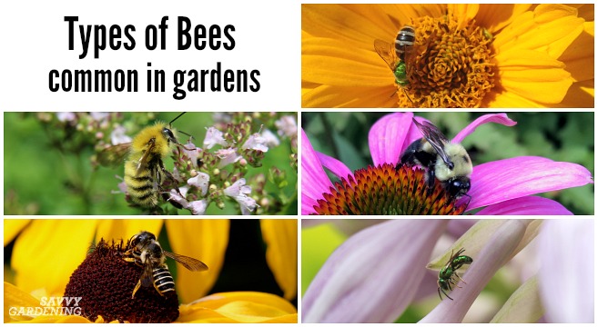 Types Of Bees Commonly Found In Yards And Gardens