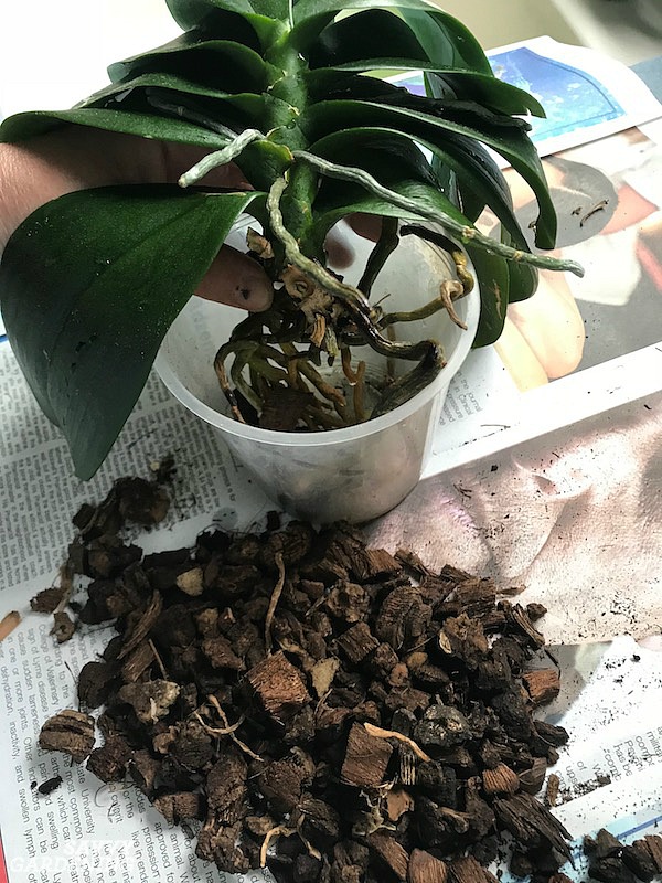 Phalaenopsis Orchid Repotting The Step By Step Process