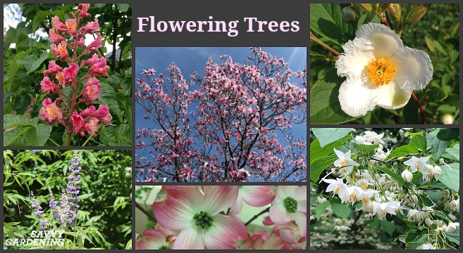Flowering Trees For Home Gardens 21 Beautiful Choices
