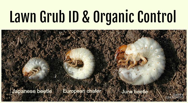 Grub Worm Control How To Safely Get Rid Of Grubs