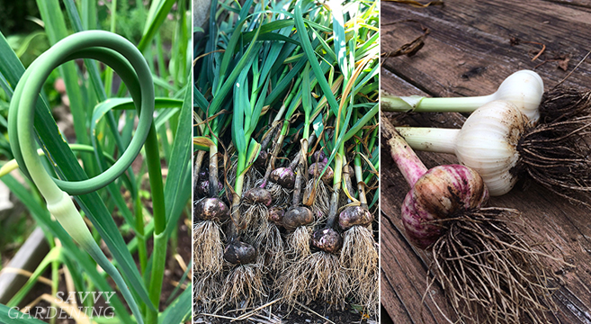 When To Harvest Garlic And Garlic Scapes And Store It For The Winter