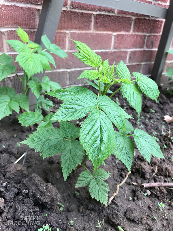 Transplanting Raspberries To Grow More Fruit