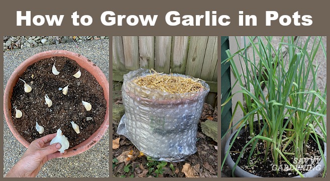 How To Grow Garlic In Pots The Best Method And Tips For Success