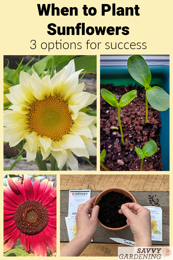 When To Plant Sunflowers 3 Options For Lots Of Beautiful Blooms