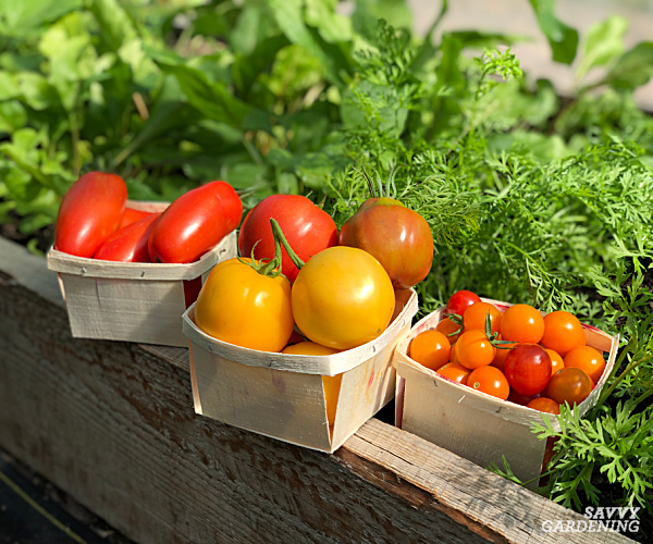 When To Pick Tomatoes For The Best Flavor And Fruit Quality