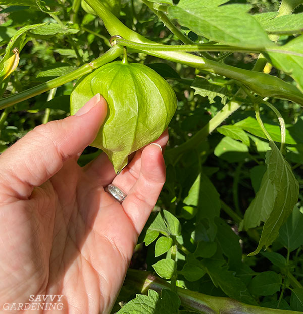 When To Harvest Tomatillos From The Garden For The Best Flavor