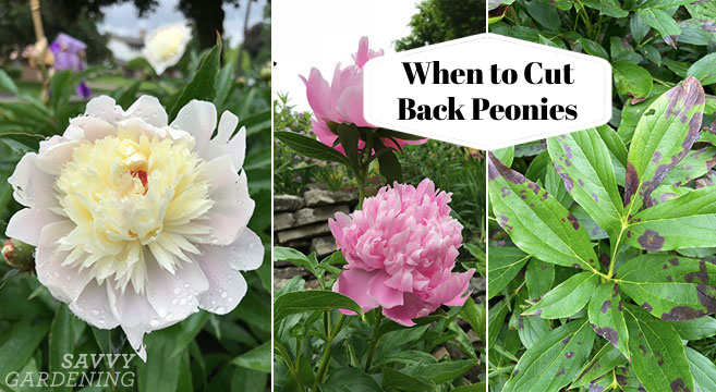 When To Cut Back Peonies Time Your Pruning To Help Next Year S Blooms