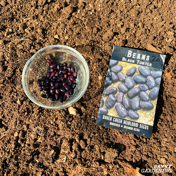 how to grow black beans