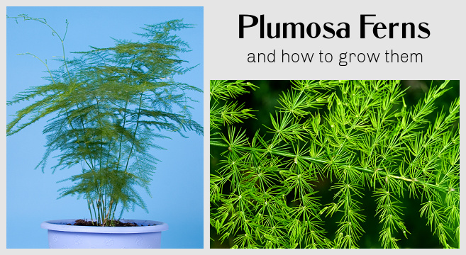 Plumosa Fern How To Grow And Care For This Unique Houseplant