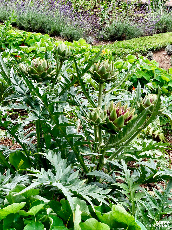 Growing Artichokes In A Vegetable Garden A Seed To Harvest Guide