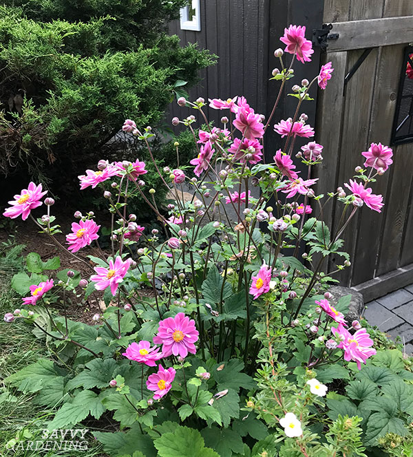 Japanese Anemone How To Grow This Late Summer Perennial