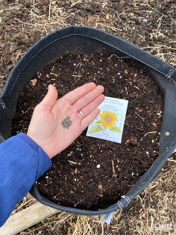 Growing Sunflowers In Pots A Step By Step Guide