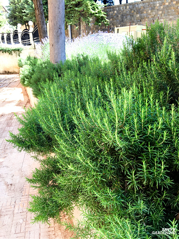 How To Grow Rosemary In Gardens And Containers