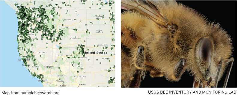 bees map