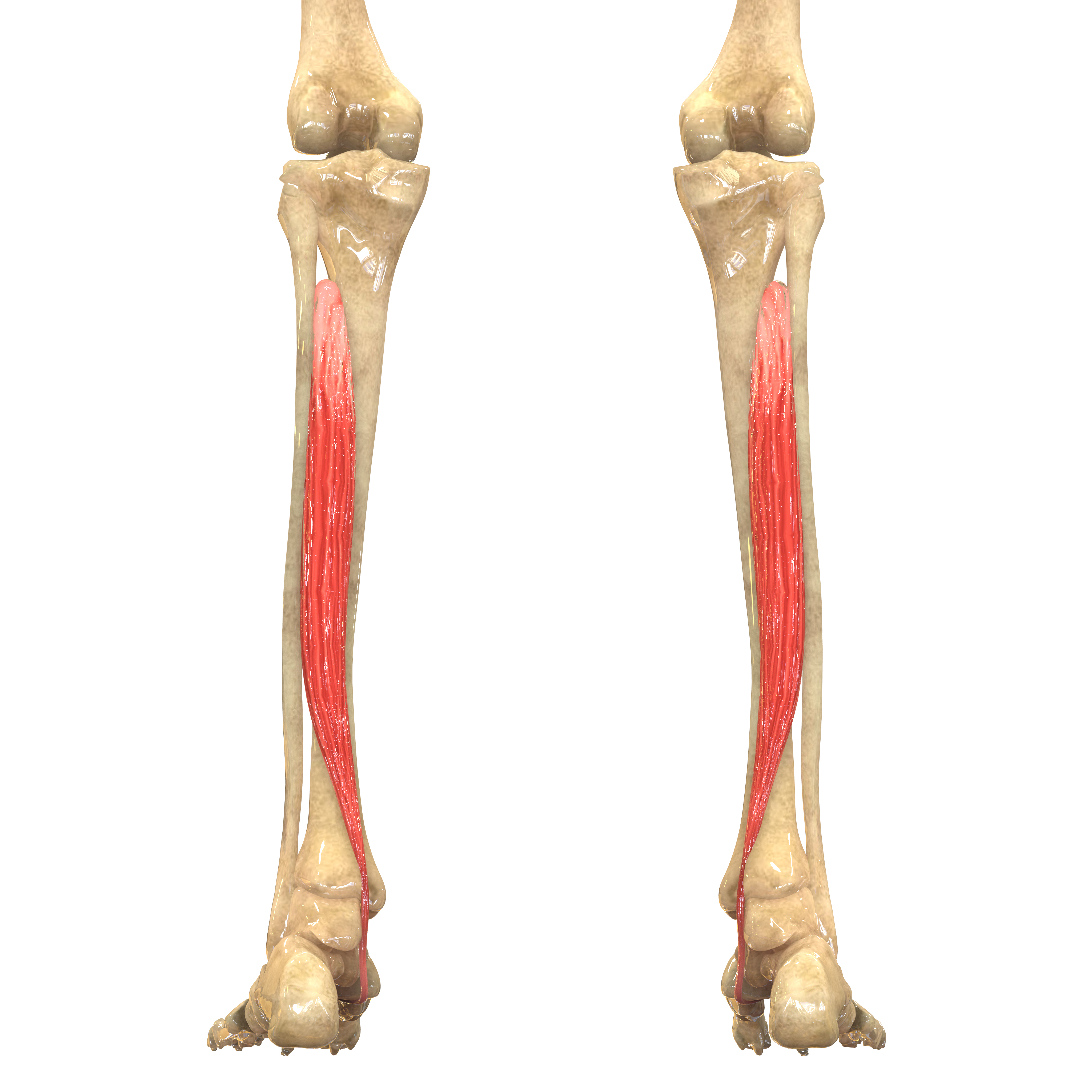 Extensor Digitorum Longus Sems Journal