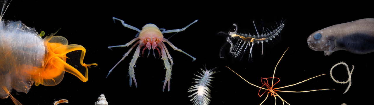 New Species Discovered During The Exploration Of Abyssal Deep Sea Canyons Off Ningaloo Sevenseas Media