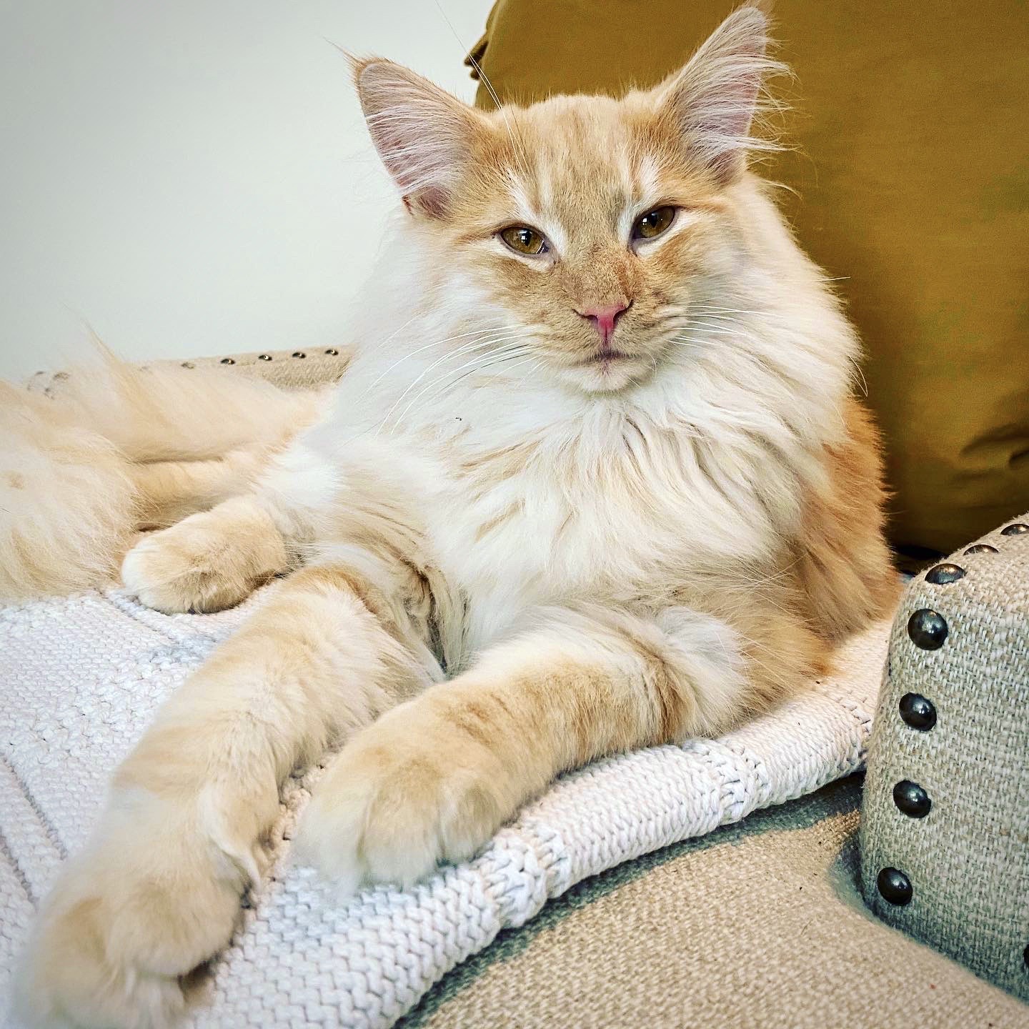 Skogberg Cattery Norwegian Forest Kittens For Sale Usa