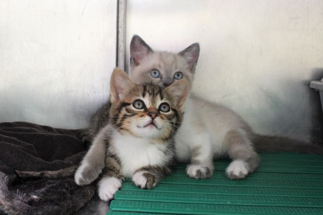 Nos Pensionnaires Attendent Leur Famille Chatons Spa De Loire Atlantique