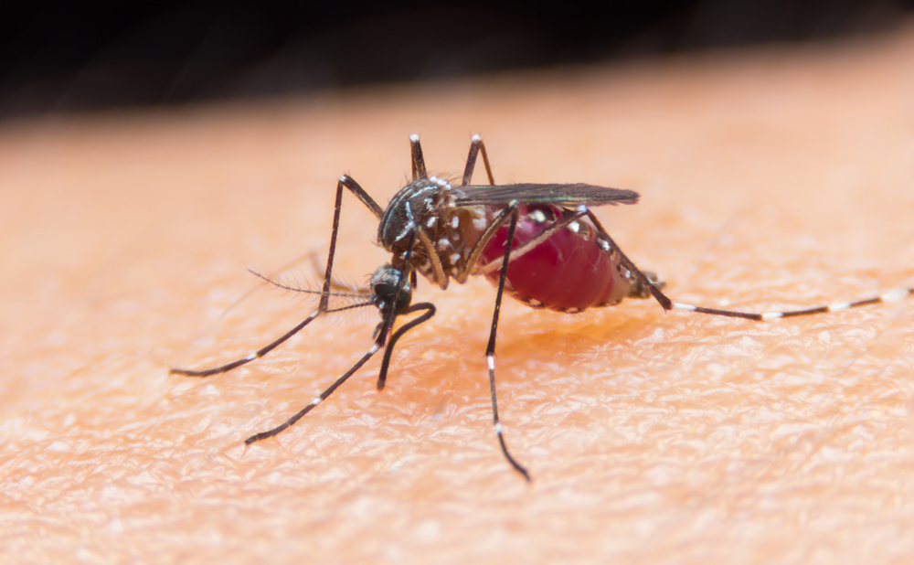 Malaria A Disease Caused By Protozoa Carried By Mosquitos