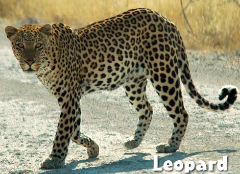 Leopard spots