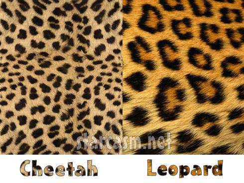 The difference between leopard print and cheetah print