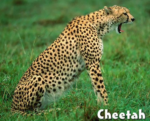 cheetah spots on cheetah fur