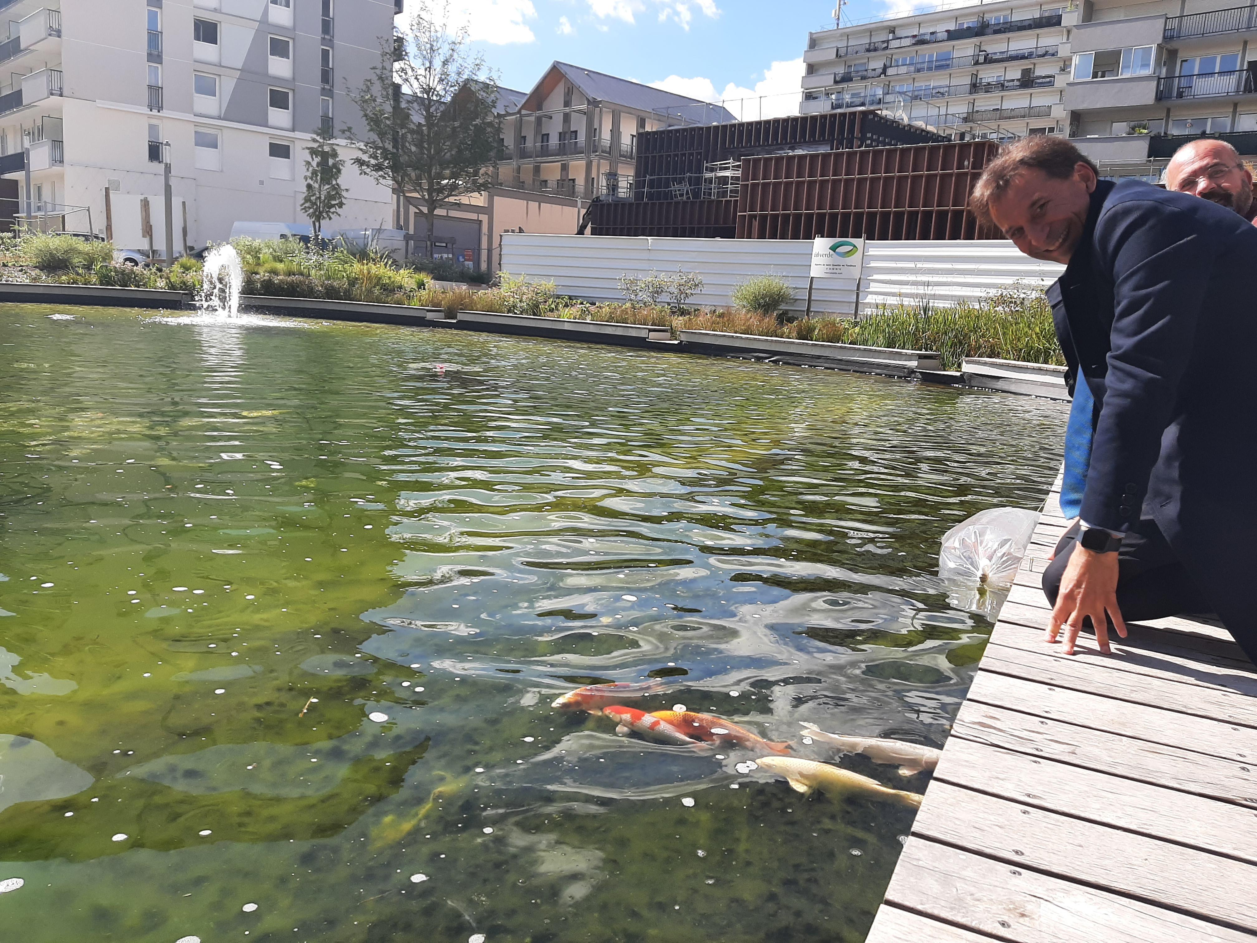 Pascal Thévenot, maire de Vélizy-Villacoublay (Yvelines), a lâché dix carpes Koï dans le bassin Louvois.