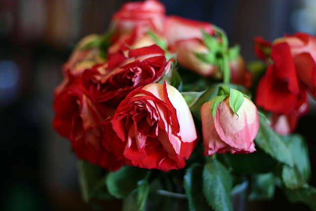 roses, even prettier on their way out