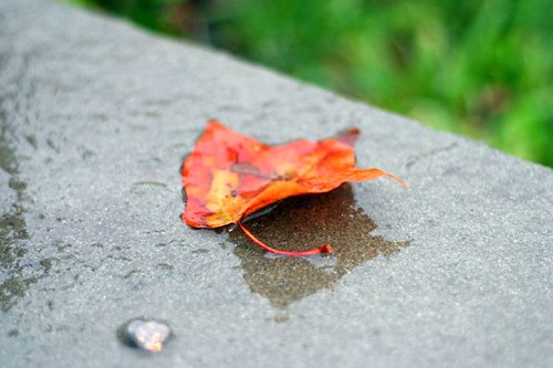 first fall leaf