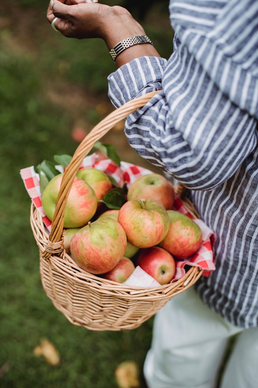 ethnic woman carrying basket full of apples in orchard. Food Day Canada