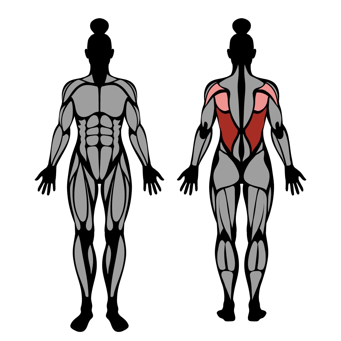 Straight Arm Lat Pulldown Muscles Worked Technique Strengthlog