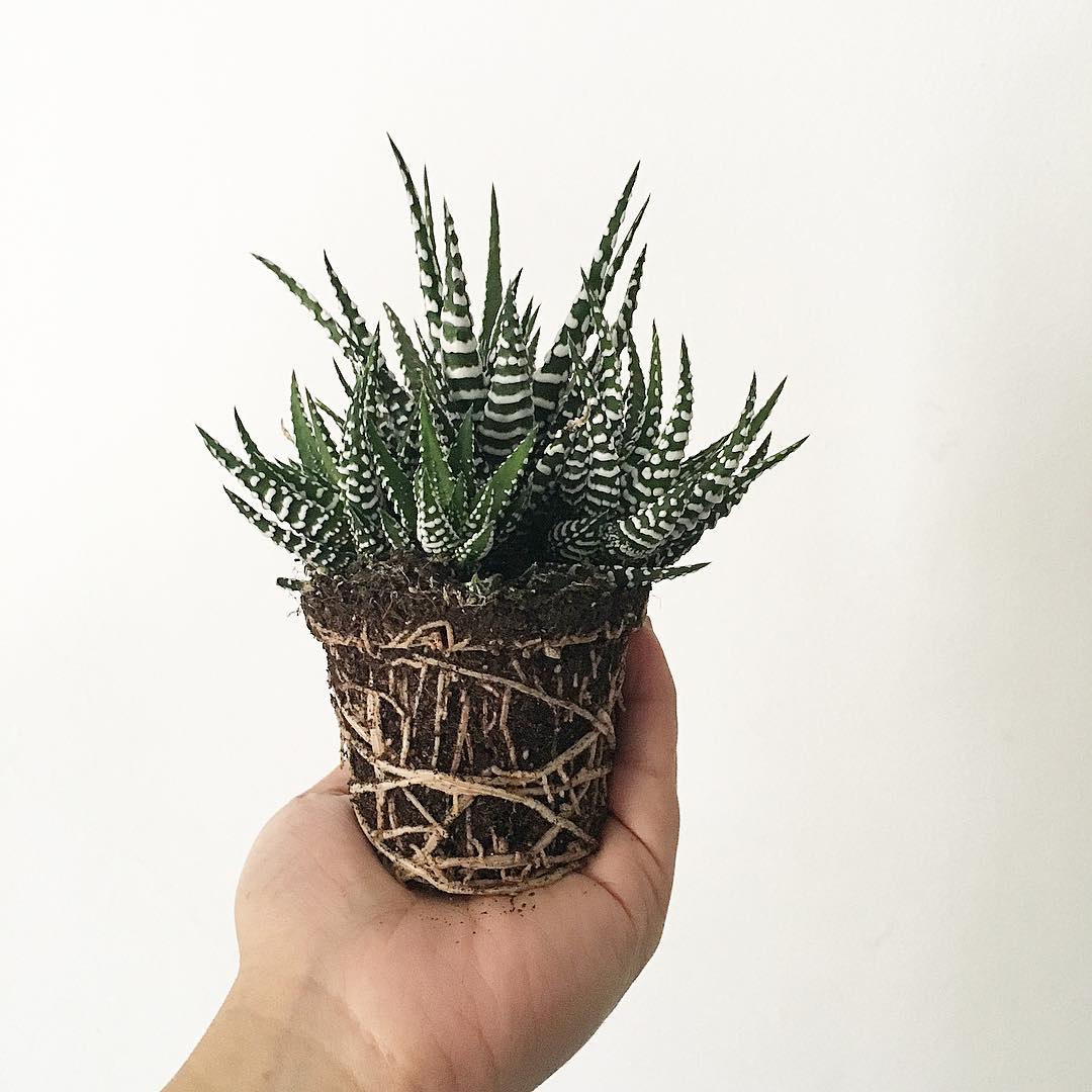 Getting To Know The Haworthia Zebra Plant Haworthia Fasciata Succulent City