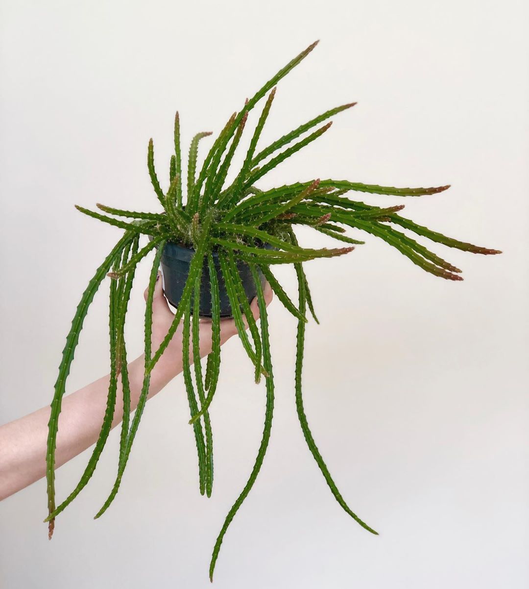 The Rat Tail Cactus Everything You Need To Know Succulent City