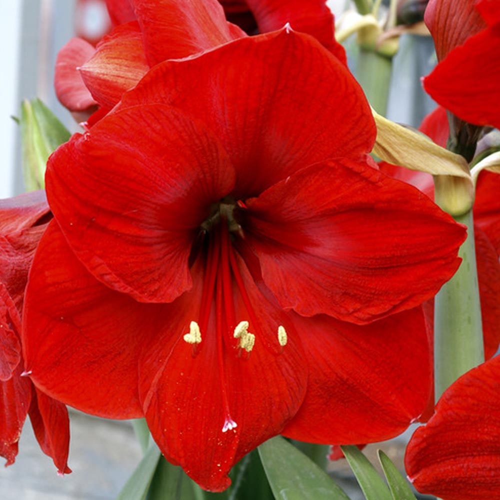 Amaryllis Waxed Silver Glitter 1 Bulb Sugar Creek Gardens