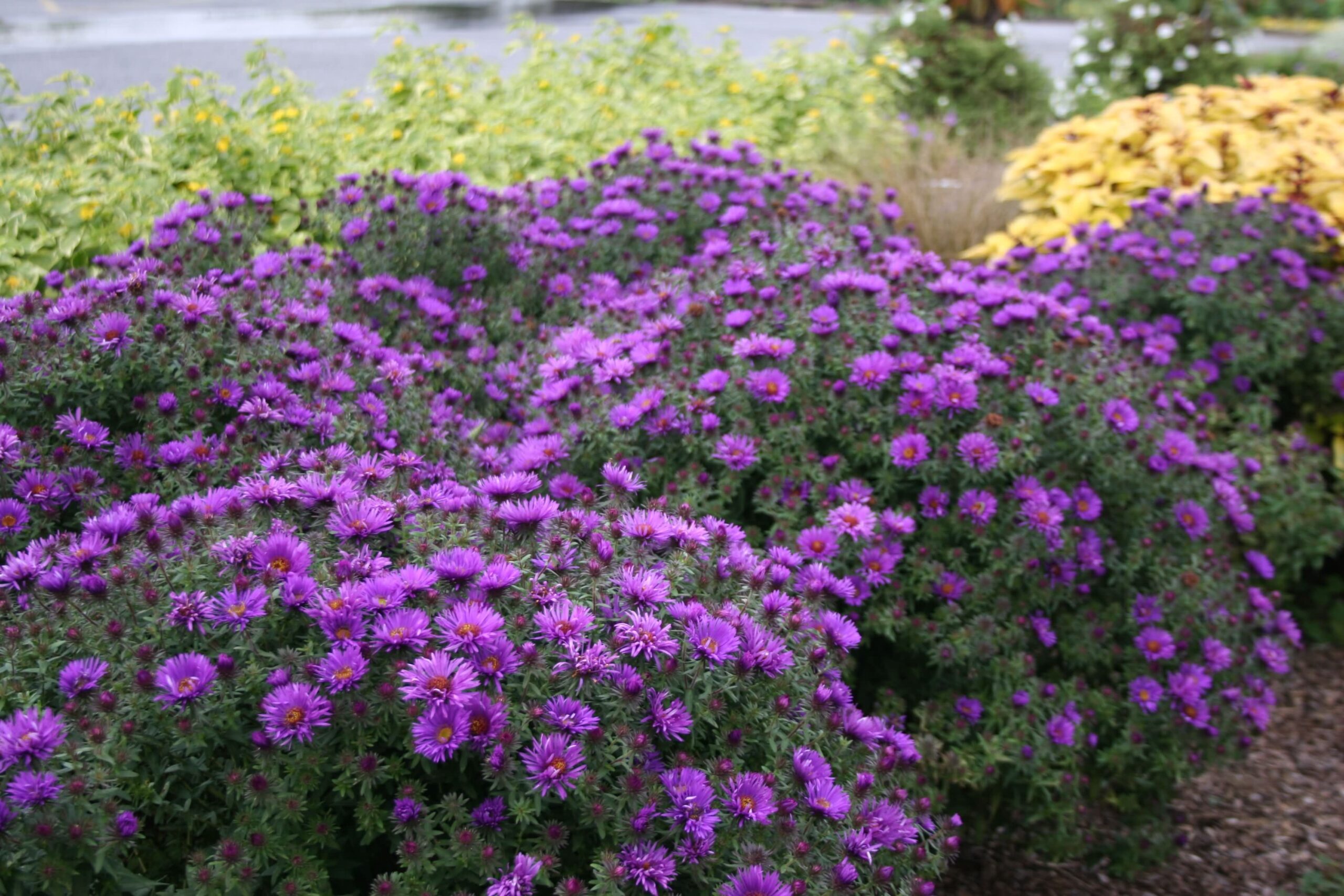 New England Aster Purple Dome Plant Profile Sylvan Gardens Landscape Contractors