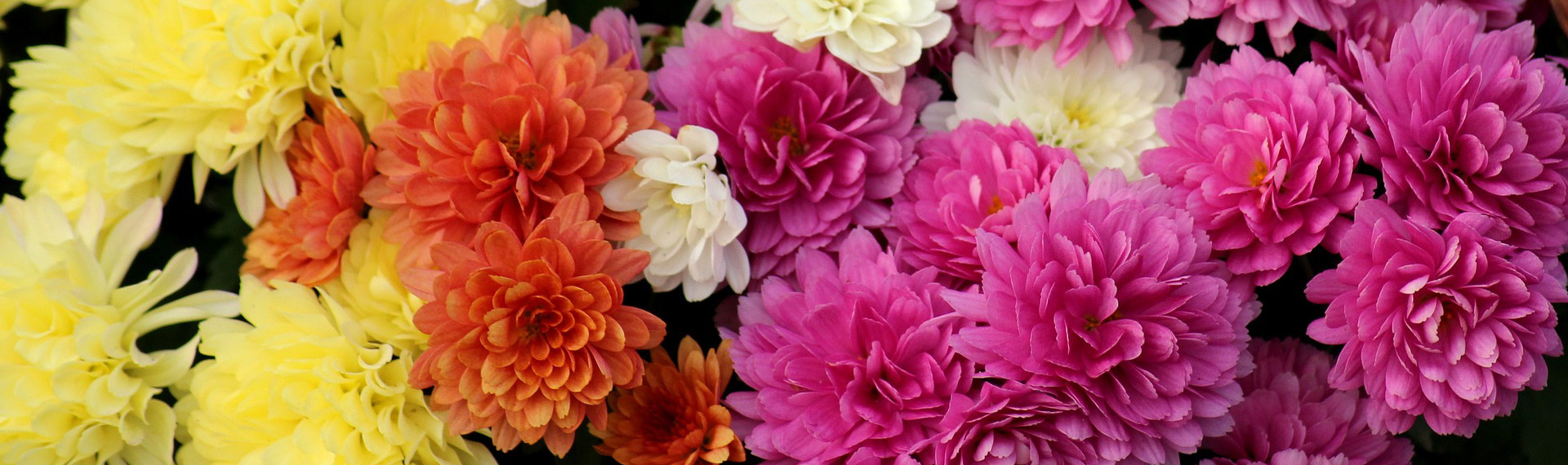 Mum Basics Sylvan Nursery