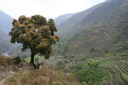 Tree n rice fields Tree n rice fields
