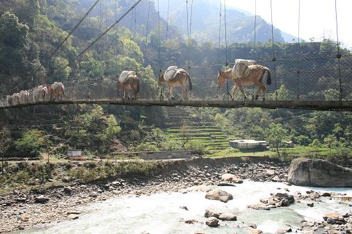Donkey on the bridge Donkey on the bridge