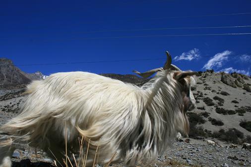 Himalayan goat Himalayan goat
